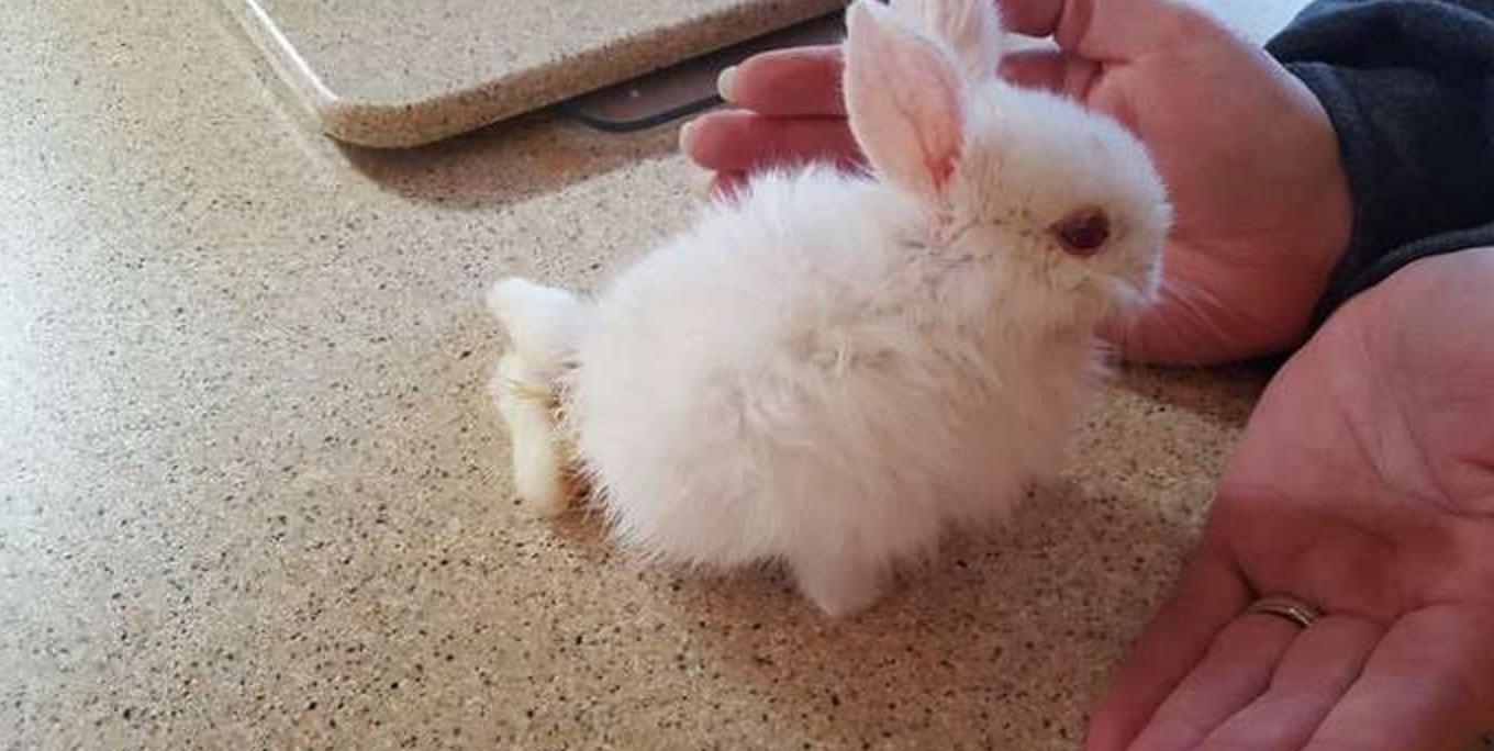 小兔灵机一动想出了一个办法,小兔子瘫痪