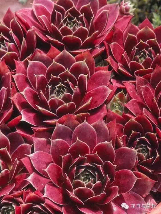 观音莲花的品种,观音莲哪个品种最值钱