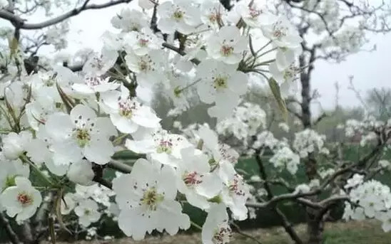 温暖的春天烟台,春天来了呈现出一片花的海洋