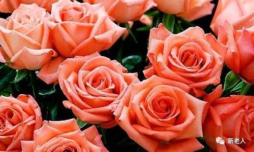 全国56个市花图片,中国各市市花集中图