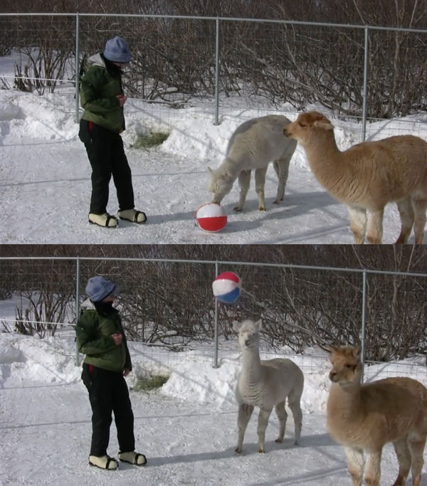 如果你惹怒了羊驼会怎么样,对羊驼一无所知的说说