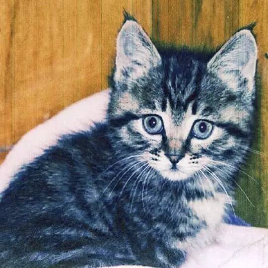 我们和演艺圈最会养猫、码字，知乎最会演戏的段子手聊了聊