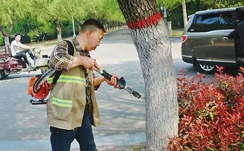 杨絮纷飞怎么消灭,杨絮柳絮怎样应对