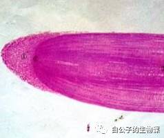 300倍显微镜能观察什么,什么东西可以通过显微镜来观察