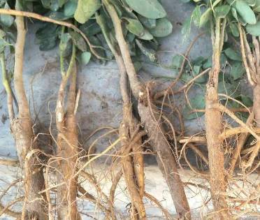 中药知识必学黄芩,中药知识必学代赭石