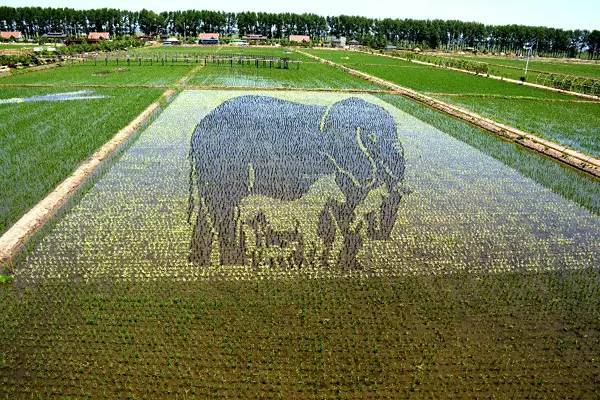 「文体艺苑」科学家首次在琥珀中发现雏鸟标本