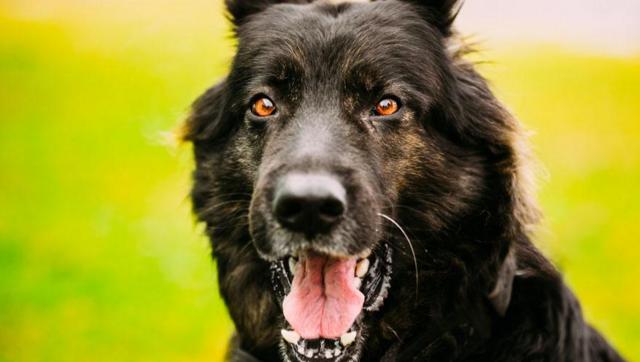 老父出殡视频完整版,老父寿终正寝讣告