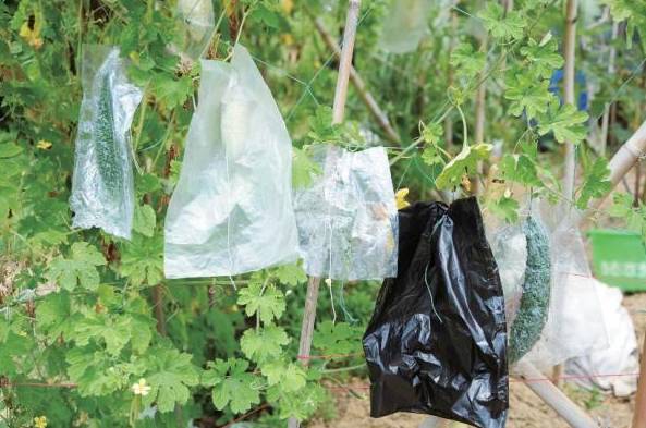 阳台种菜飞虫怎么去除无毒无害,阳台种菜有很多小飞虫杀虫剂