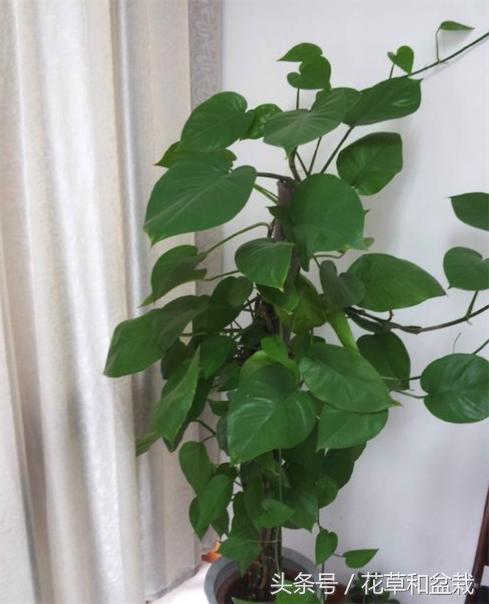 绿萝怎么养才能快速爬墙,盆栽绿萝怎么爬墙