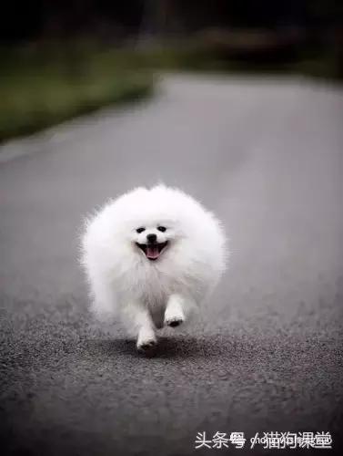 博美犬是什么犬种,犬种介绍马犬