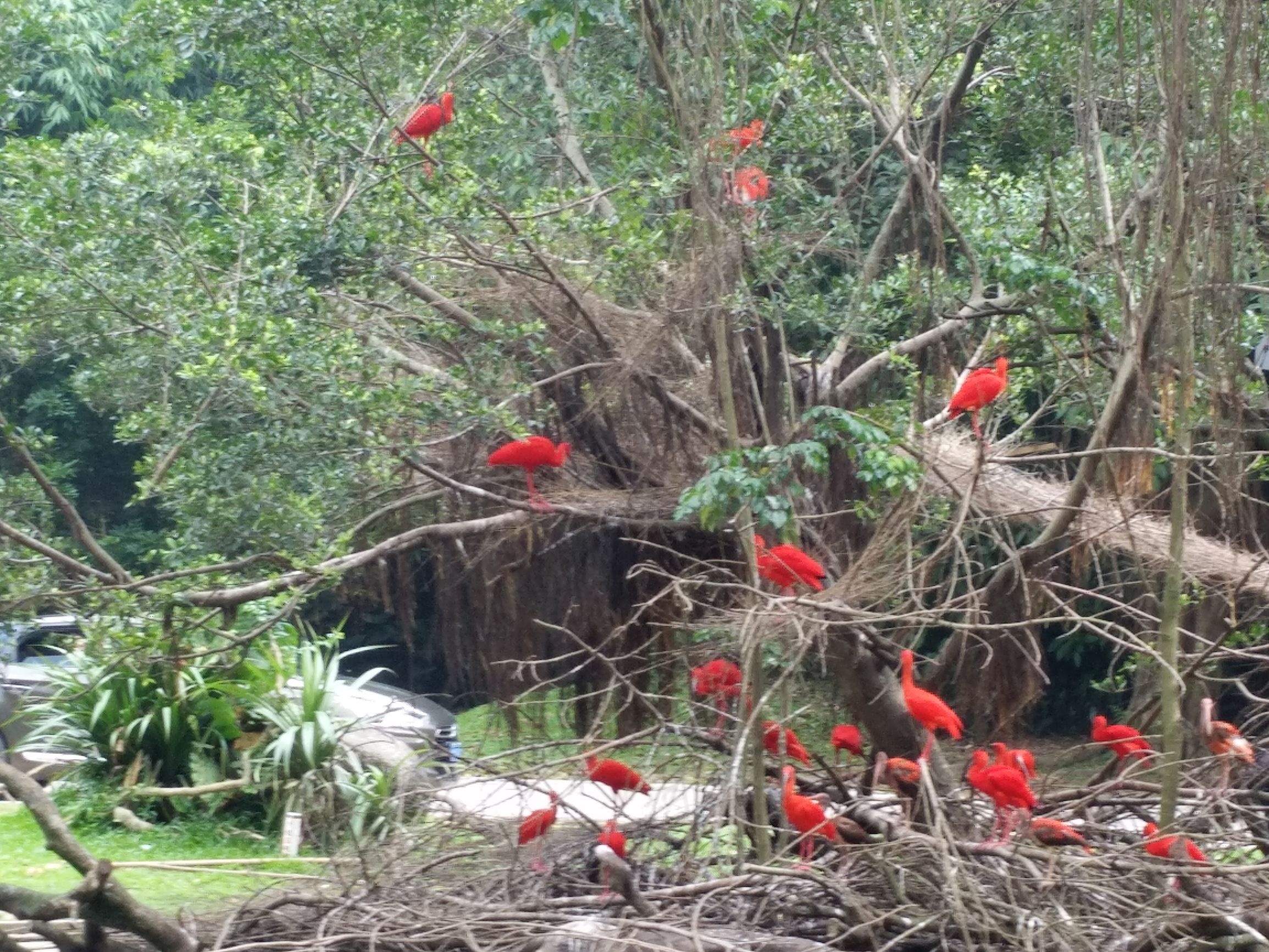 带一岁半宝宝去长隆野生动物园,长隆野生动物园最佳路线图