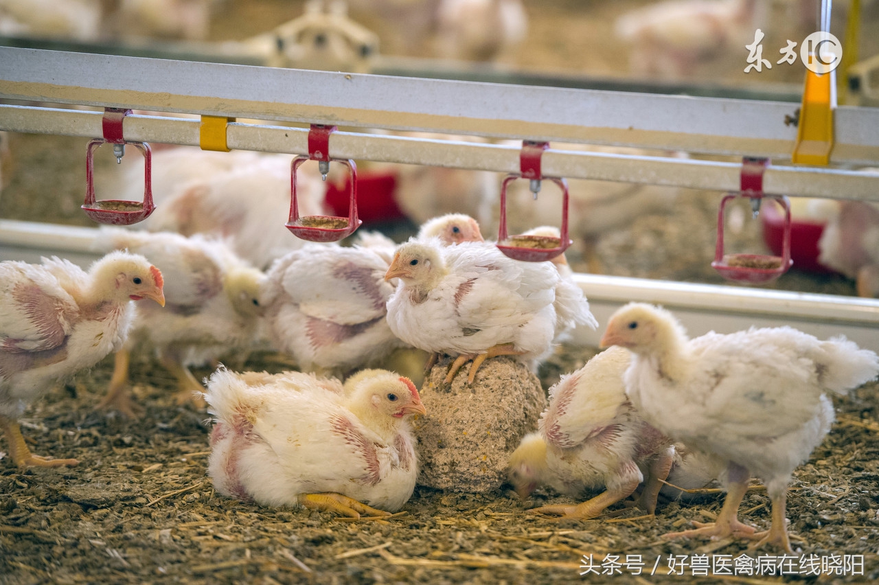 鸡怎样预防中暑,鸡中暑的症状图