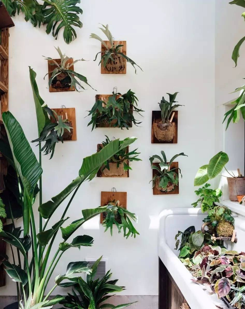 卖的最好的植物店,植物店能买到哪些植物