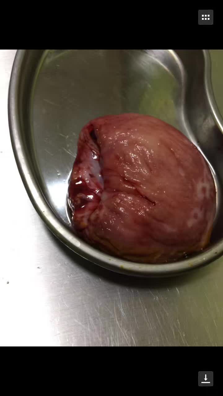 救助流浪杜高犬,被遗弃的子宫脱垂的狗