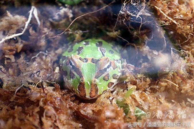 迪拜旅游是落地签吗,迪拜自由行免费签证