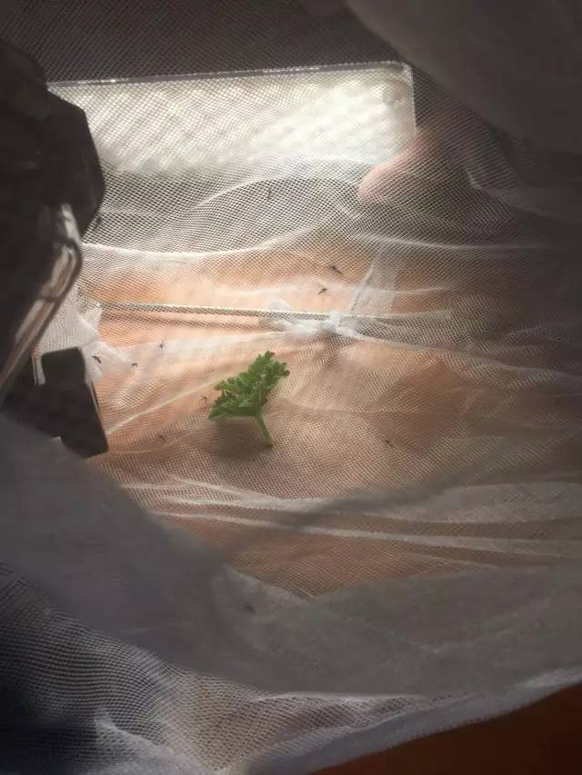 央视驱蚊测评,驱蚊产品测评主播