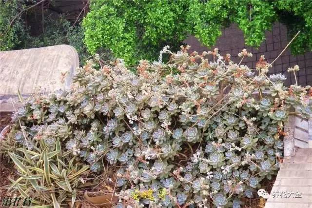 农村瓦房顶上常见多肉 (房顶上都是多肉视频)