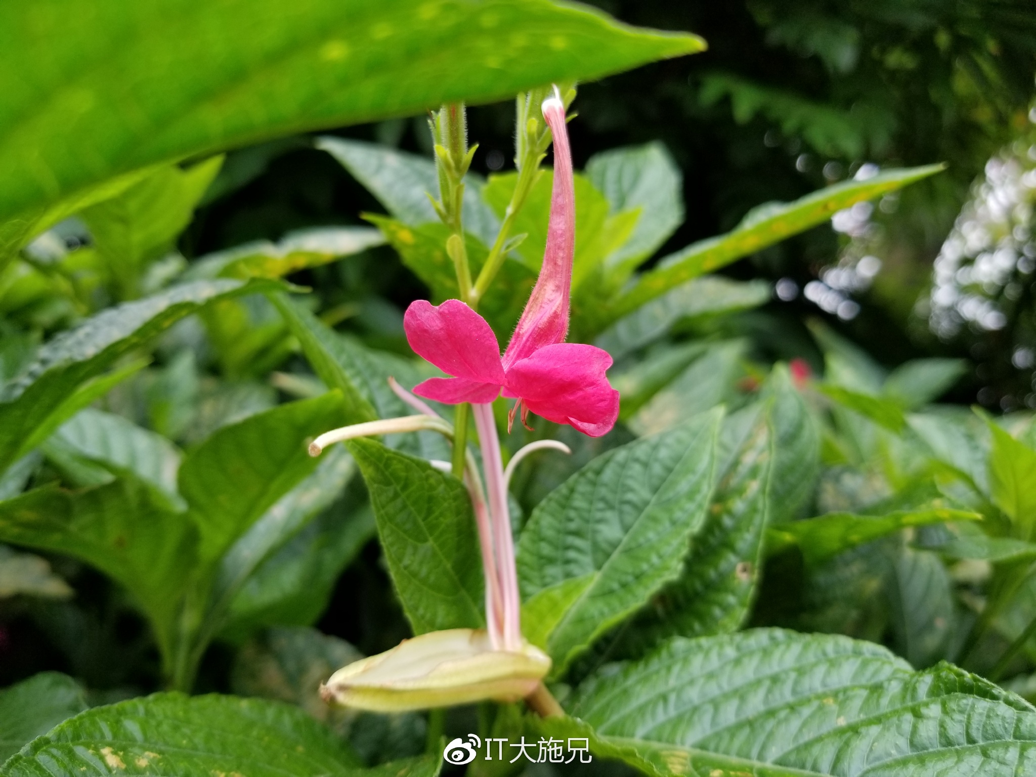 三星s8体验,三星s8轻奢版屏幕测试