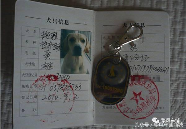 宠物狗被小车撞怎么理赔,开车撞了宠物狗怎么办如何理赔