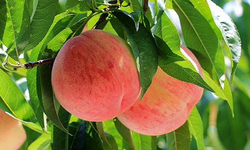 桃子皮美容方法,美容课的教程