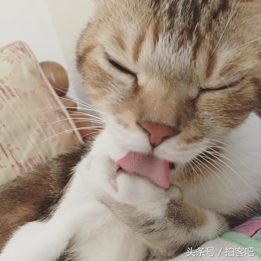 喵星人和谐相处,喵星人为什么会乱撒尿