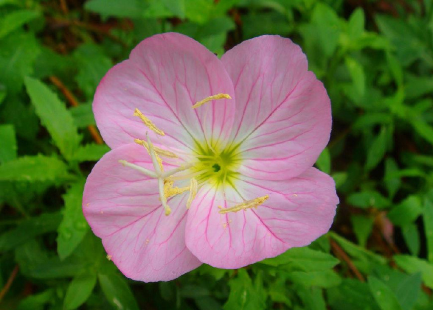 月见草含油量达25.1%含Y~亚麻酸达8.1%，最有开发前景