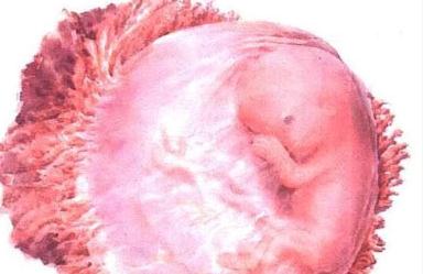 怀孕几周开始长胎盘如果胎盘不正就危险了