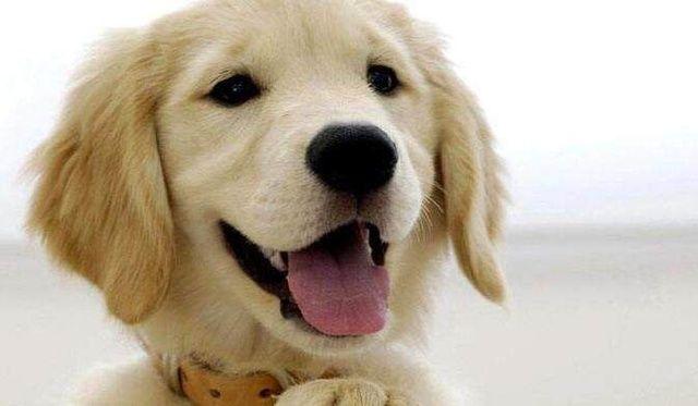 狗狗价格表又便宜又好养,宠物市场狗狗的价格