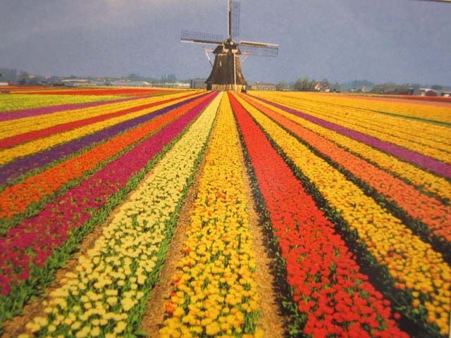 荷兰世界杯无冕之王,荷兰无冕之王的由来