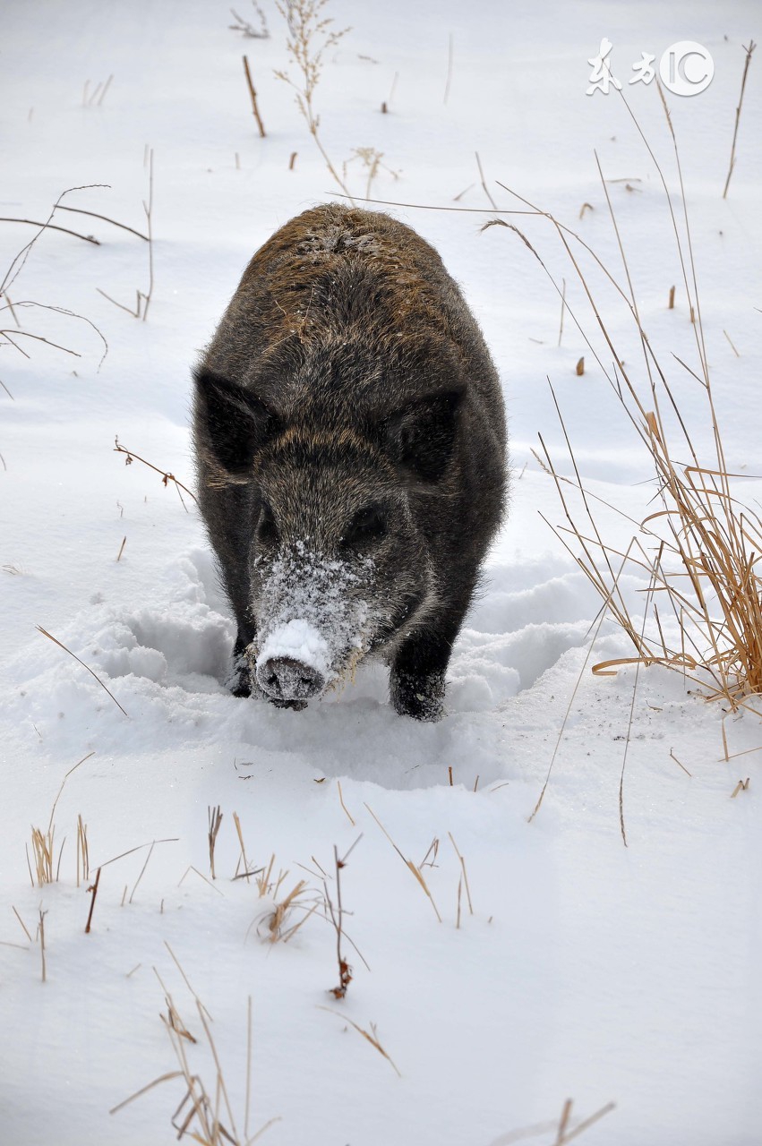三人被野猪追,一头野猪被三头老虎围住