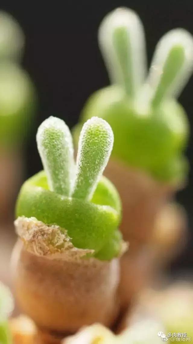 多肉的奇特之处,养的多肉长了蘑菇