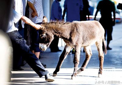 黔无驴原文,黔无驴原文意思