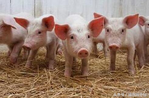 弓形体和附红细胞体用什么治疗,附红体和弓形体怎么治疗