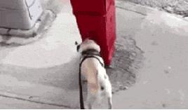 你做好巴哥犬夏季生活的安排了吗？