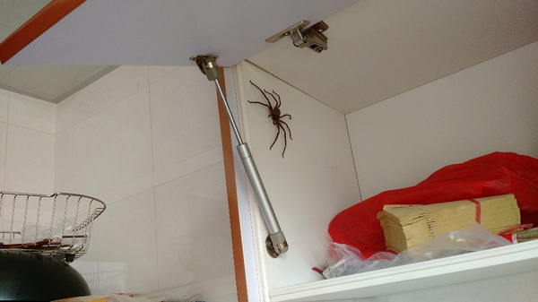 杀灭蟑螂的最有效办法,如何有效消灭家里蟑螂