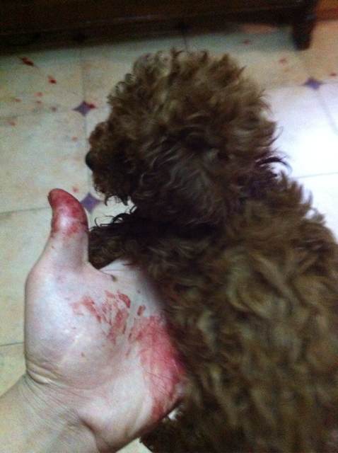 泰迪狗狗常见疾病防护与健康管理,养泰迪狗要记得哪些事项