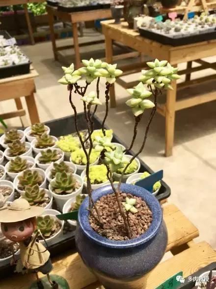 多肉的奇特之处,养的多肉长了蘑菇