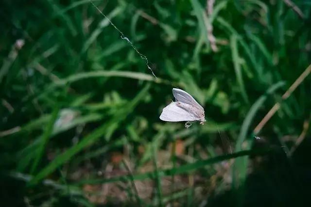 灭蚊药可以喷花卉么,灭蚊剂可以给花卉杀虫吗