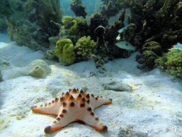 喜大普奔完整版视频,喜大普奔完整视频