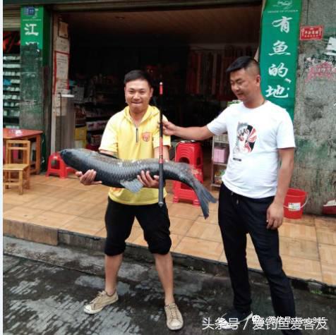 30斤老乌青上岸记