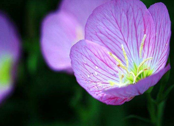 月见草含油量达25.1%含Y~亚麻酸达8.1%，最有开发前景
