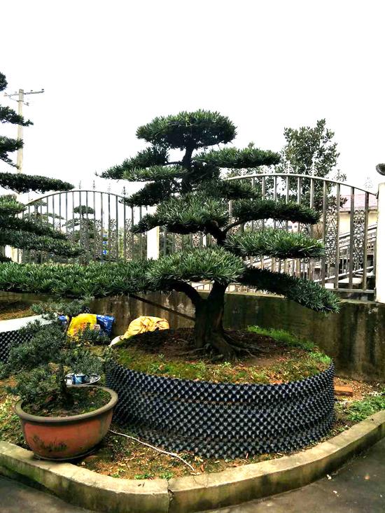 花木商情最新版,苗木行情