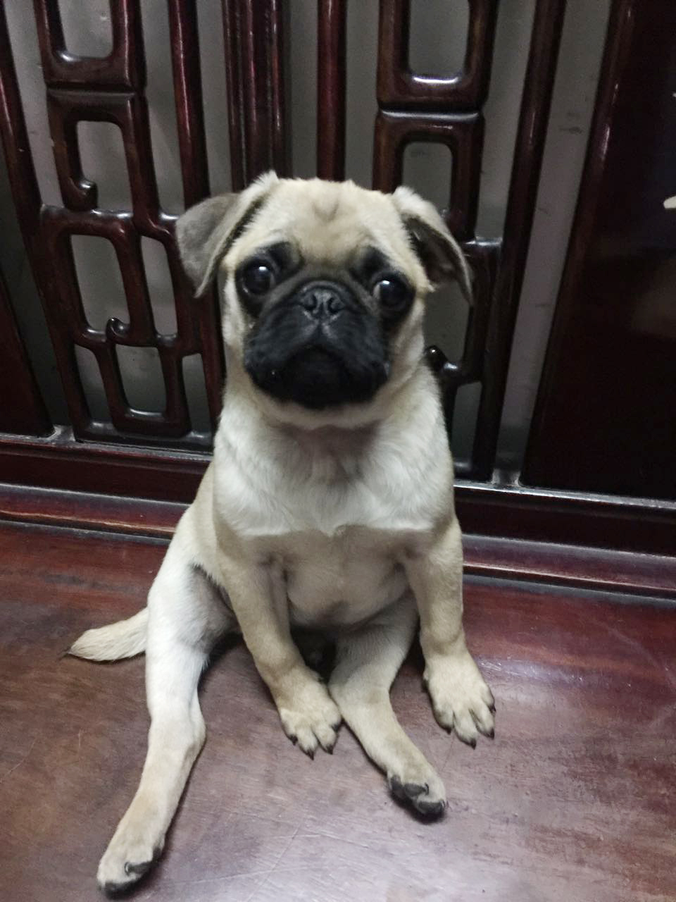 家有傻狗乐趣多,家有傻狗铲屎官的乐趣