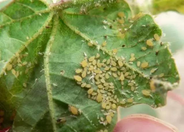 可以用驱蚊剂喷花吗,灭蚊喷雾剂可以喷花草吗