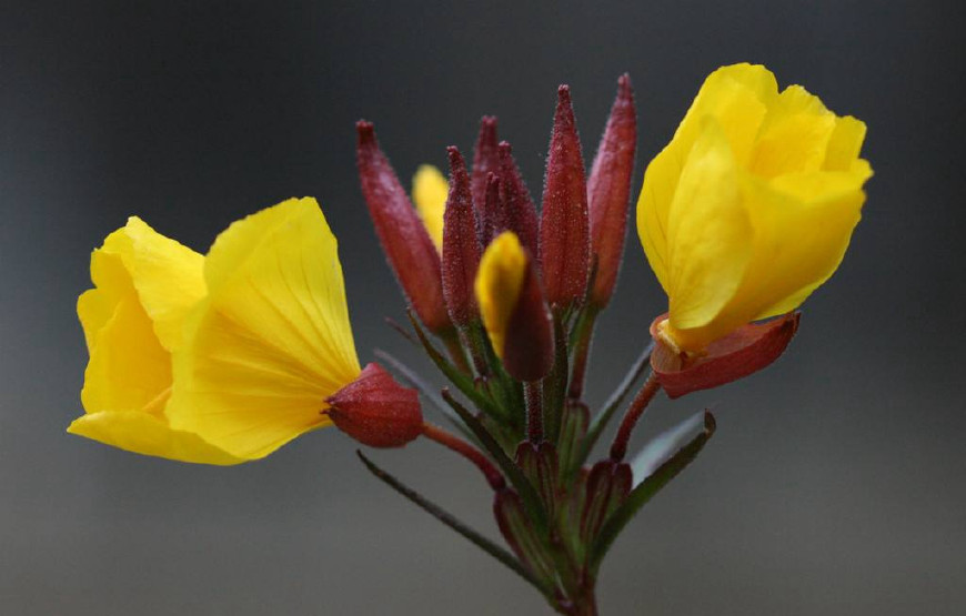 月见草含油量达25.1%含Y~亚麻酸达8.1%，最有开发前景