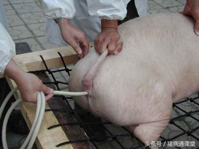 猪便秘灌肠用什么药,怎么给猪灌肠通便
