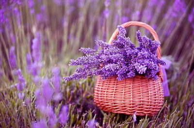 夏日防蚊虫叮咬超实用小窍门,夏天蚊虫叮咬教你快速消肿止痒