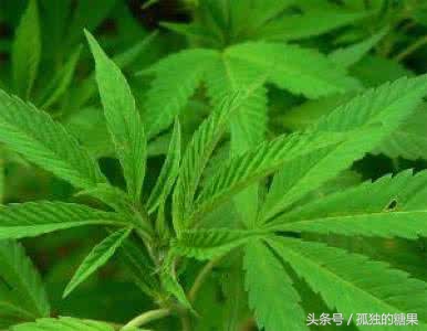 治疗偏头痛吃中药要几个疗程,偏头痛服用中药处方