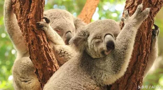 多图｜一文看懂25个神经网络模型