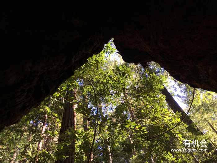 现实中的魔法森林,魔法森林教学课件